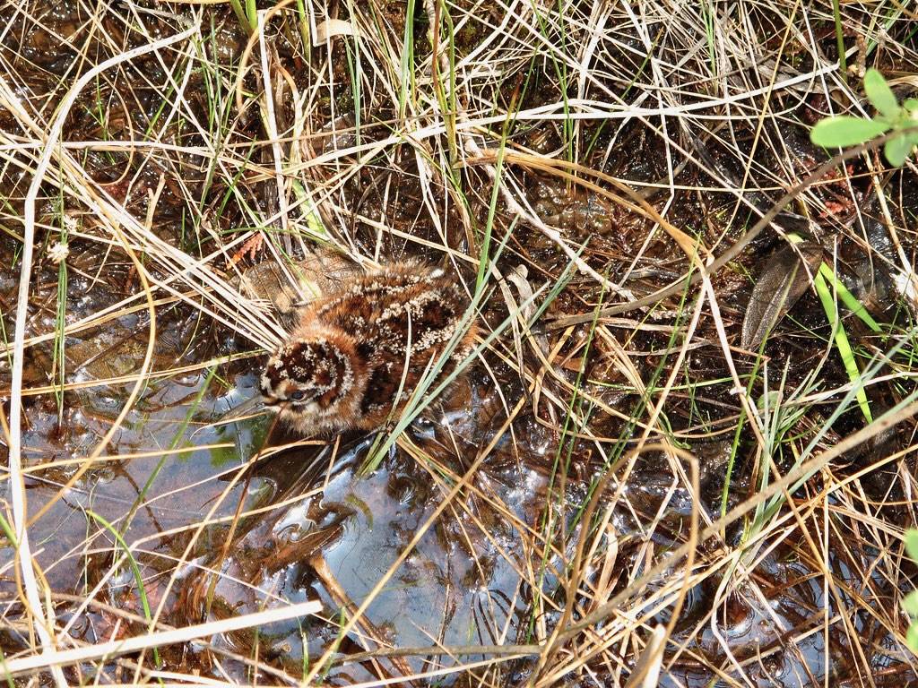201106031221040 American Woodcock (Scolopax minor) Chic - Manitoulin Island, ON by pverdonk is licensed under CC BY-NC 2.0.